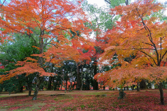 Japanese garden in Autumn color, Kyoto, Japan