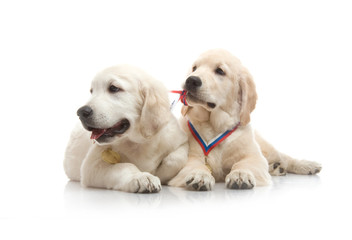 three-month puppy golden retriever ,shot in the studio on a white background