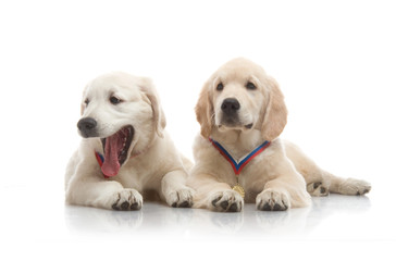 three-month puppy golden retriever ,shot in the studio on a white background