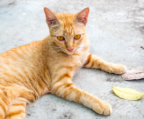 Fototapeta premium Brown cat on outdoor floor