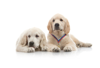 Obraz premium three-month puppy golden retriever ,shot in the studio on a white background