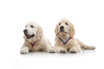 three-month puppy golden retriever ,shot in the studio on a white background