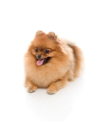 spitz, Pomeranian dog , studio shot on white background