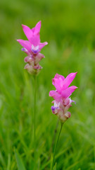 Fototapeta premium Natural Siam Tulips in the mist at the forest of Thailand