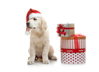 Three-month golden retriever puppy in a red Santa Claus hat near to a stack of boxes with gifts