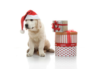 Three-month golden retriever puppy in a red Santa Claus hat near to a stack of boxes with gifts