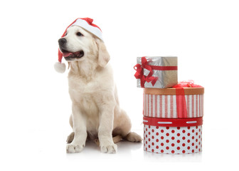 Three-month golden retriever puppy in a red Santa Claus hat near to a stack of boxes with gifts