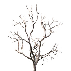 Fototapeta na wymiar Dead Tree without Leaves