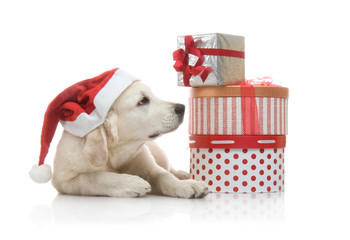 Three-month golden retriever puppy in a red Santa Claus hat near to a stack of boxes with gifts