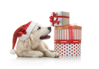 Three-month golden retriever puppy in a red Santa Claus hat near to a stack of boxes with gifts