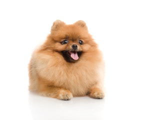 spitz, Pomeranian dog , studio shot on white background