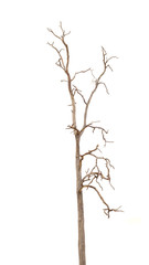 Dead Tree without Leaves