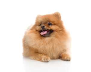 Obraz premium spitz, Pomeranian dog , studio shot on white background