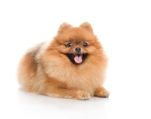 spitz, Pomeranian dog , studio shot on white background