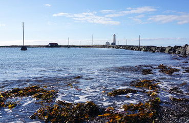 Fototapeta na wymiar seaweed on the coast with lighthouse background