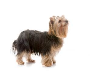 Yorkshire Terrier , studio shot on white background