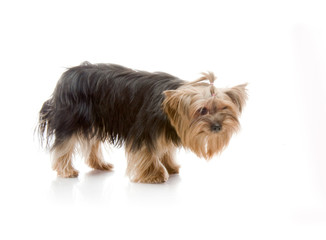 Yorkshire Terrier , studio shot on white background