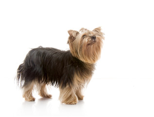 Yorkshire Terrier , studio shot on white background