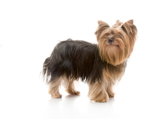 Yorkshire Terrier , studio shot on white background