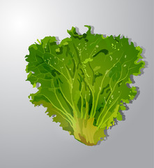 Vector illustration of fresh green lettuce
