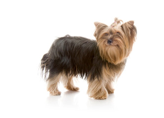 Yorkshire Terrier , studio shot on white background