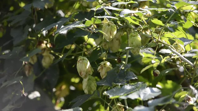 Humulus lupulus L&uacute;pulo Солод Malto Sł&oacute;d Luppolo Piwo Malta Malt Saaz Malț Malz Hop Echter Hopfen Cebada malteada Хмель обыкновенный Chmiel Bere zwyczajny Beer Hamei Birra Пиво Cerveza Bire Bier 