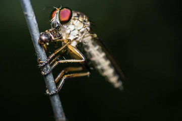 Robberfly with food, Asilidae (Insecta: Diptera: Asilidae)