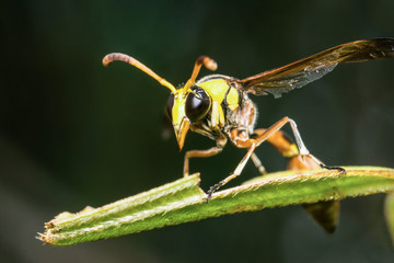 Potter wasp (Eumeninae) on a leaf