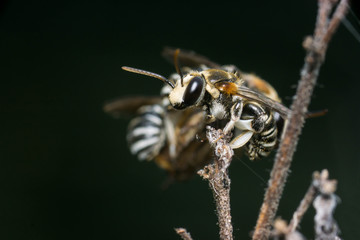 Small bee resting on a twig
