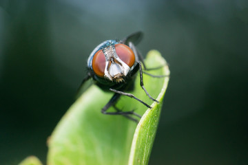 Common green bottle fly, (Lucilia sericata) on a leaf