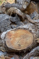 close up dry wooden logs in nature garden