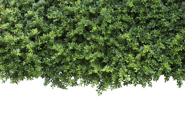 Green leaves or Green hedge on white ,isolated Objects with Clipping Paths