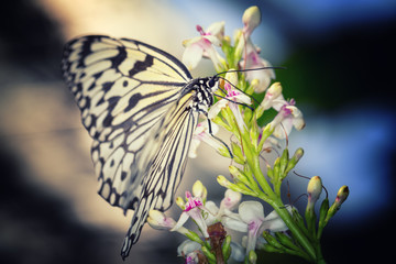 Fototapeta na wymiar Paper Kite, Rice Paper (Idea leuconoe) black and white butterfly