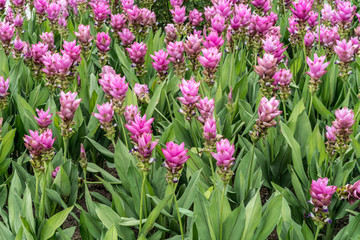 Siam tulip pink flowers
