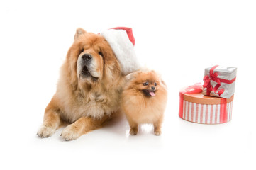 Chow-Chow in a red Santa Claus hat and spitz, Pomeranian dog near the stack of giftbox