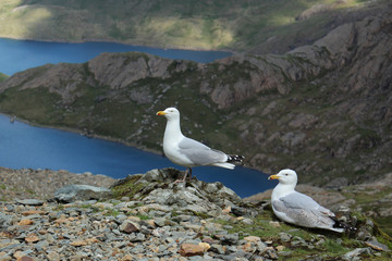 Seagulls in Snowdonia, Wales, UK