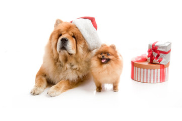 Chow-Chow in a red Santa Claus hat and spitz, Pomeranian dog near the stack of giftbox