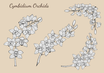 Cymbidium Orchids vector on brown background.Cymbidium Orchids set by hand drawing. - obrazy, fototapety, plakaty