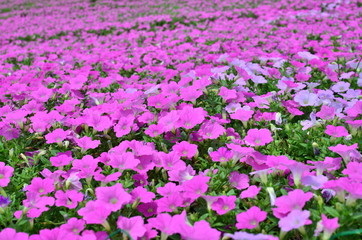 Field filled with flowering petunia pink at Mother Farm, Japan
