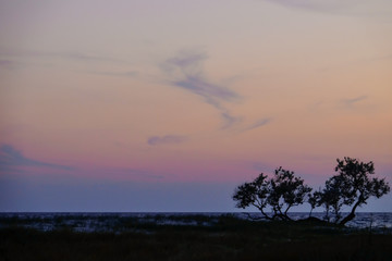 Fototapeta na wymiar Trees on beautiful dusk sky landscape