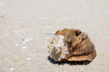 Beautiful seashell on sand shore