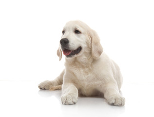 three-month puppy golden retriever ,shot in the studio on a white background