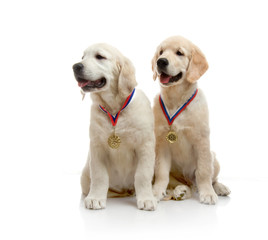three-month puppy golden retriever ,shot in the studio on a white background