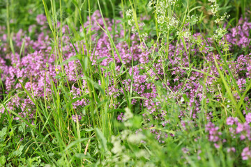 Blooming flowers on the summer meadow