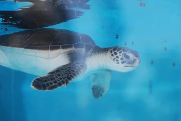 Photo sur Aluminium Tortue Adorable Baby Sea Turtle Swimming Underwater