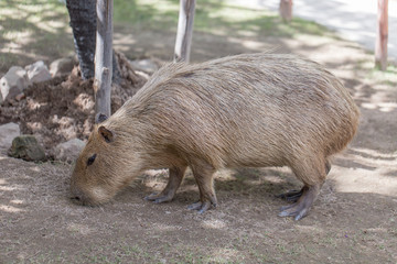 Capybara sniffing something on ground