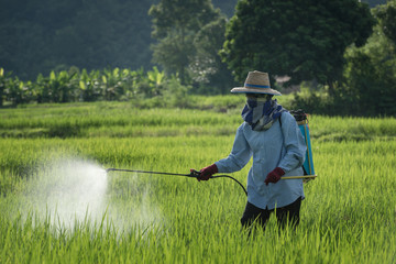 Farmer spraying pesticide on a field of white .