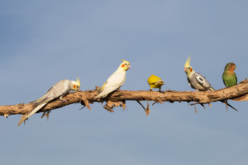 Parrot on a perch on wooden