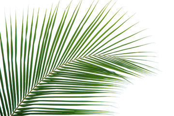 plam leaves isolated on the white