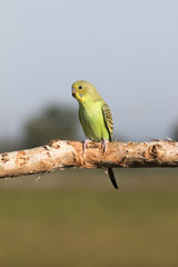 Parrot on a perch on wooden